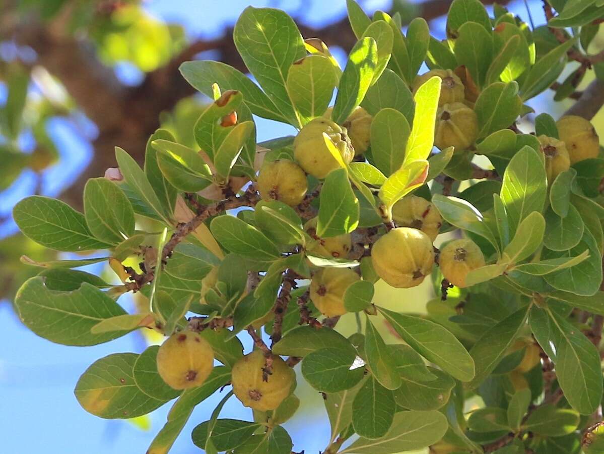 Plancia ëd Gardenia vilhelmii Domin