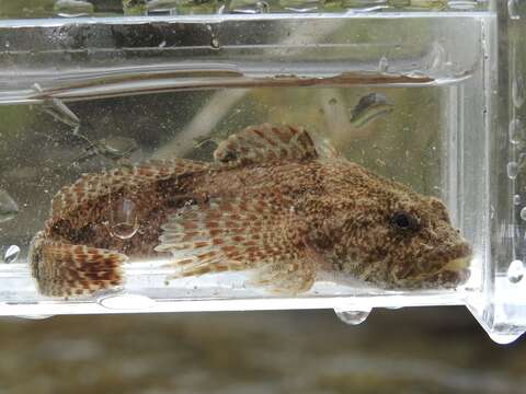 Image of Mottled Sculpin