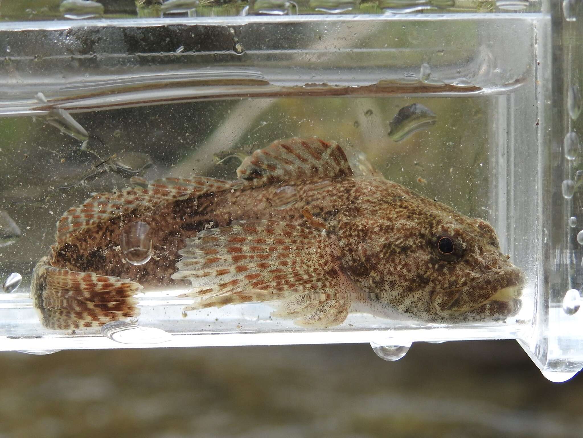 Image of Mottled Sculpin