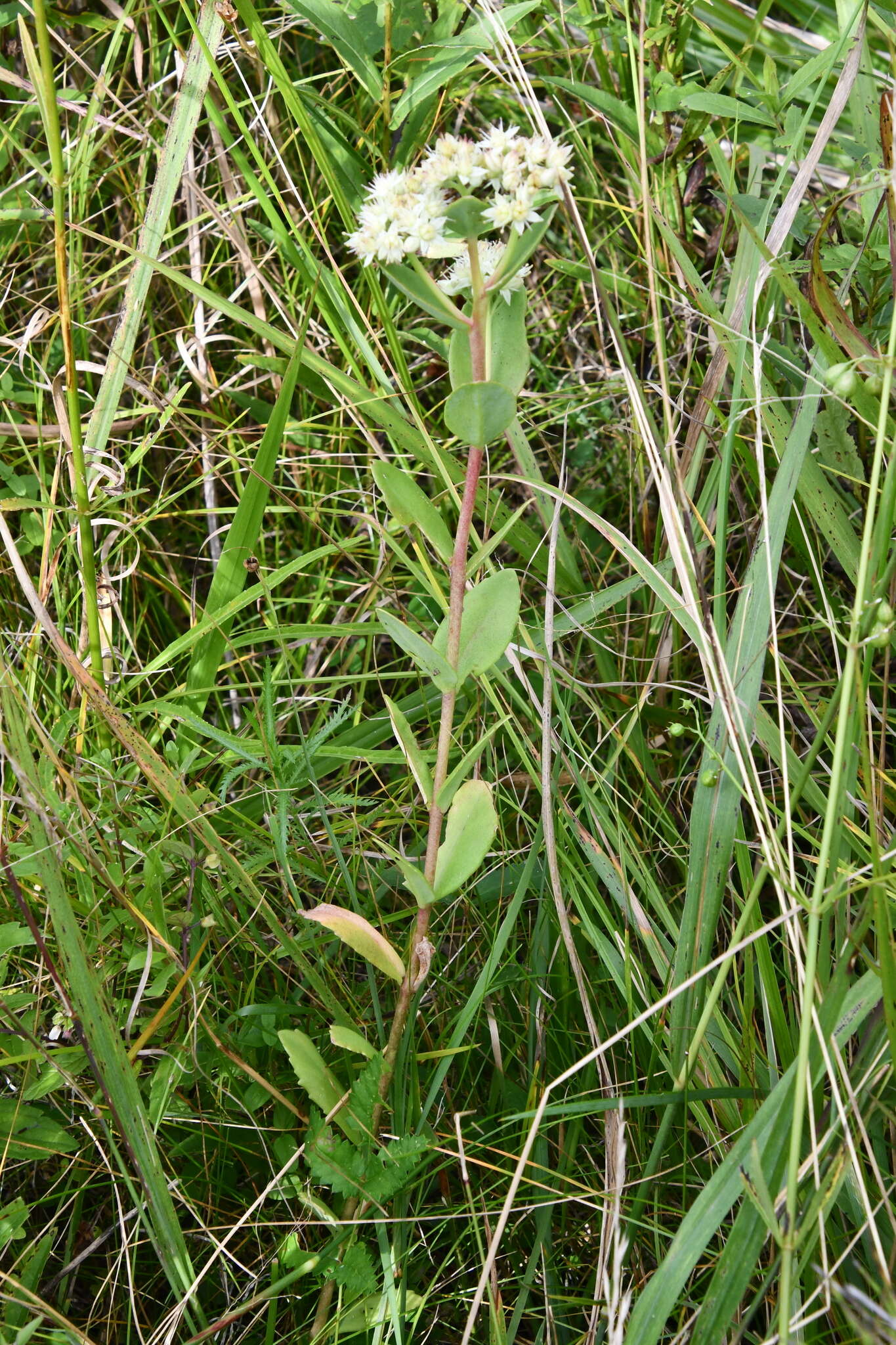 Image of Hylotelephium pallescens (Freyn) H. Ohba