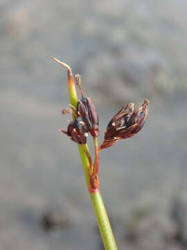 Image of Juncus beringensis Buch.