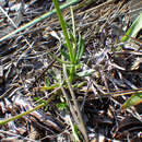 Image of Boykin's milkwort