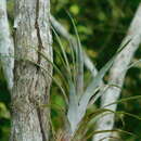 Image of Tillandsia dasyliriifolia Baker