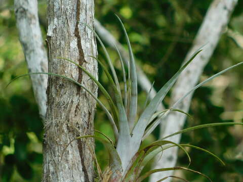 Image of Tillandsia dasyliriifolia Baker