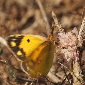 Image of clouded yellow