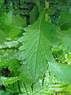 Imagem de Senecio solandri var. rufiglandulosus (Col.) Allan