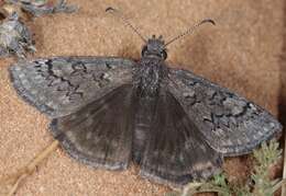 Image of Sleepy Duskywing