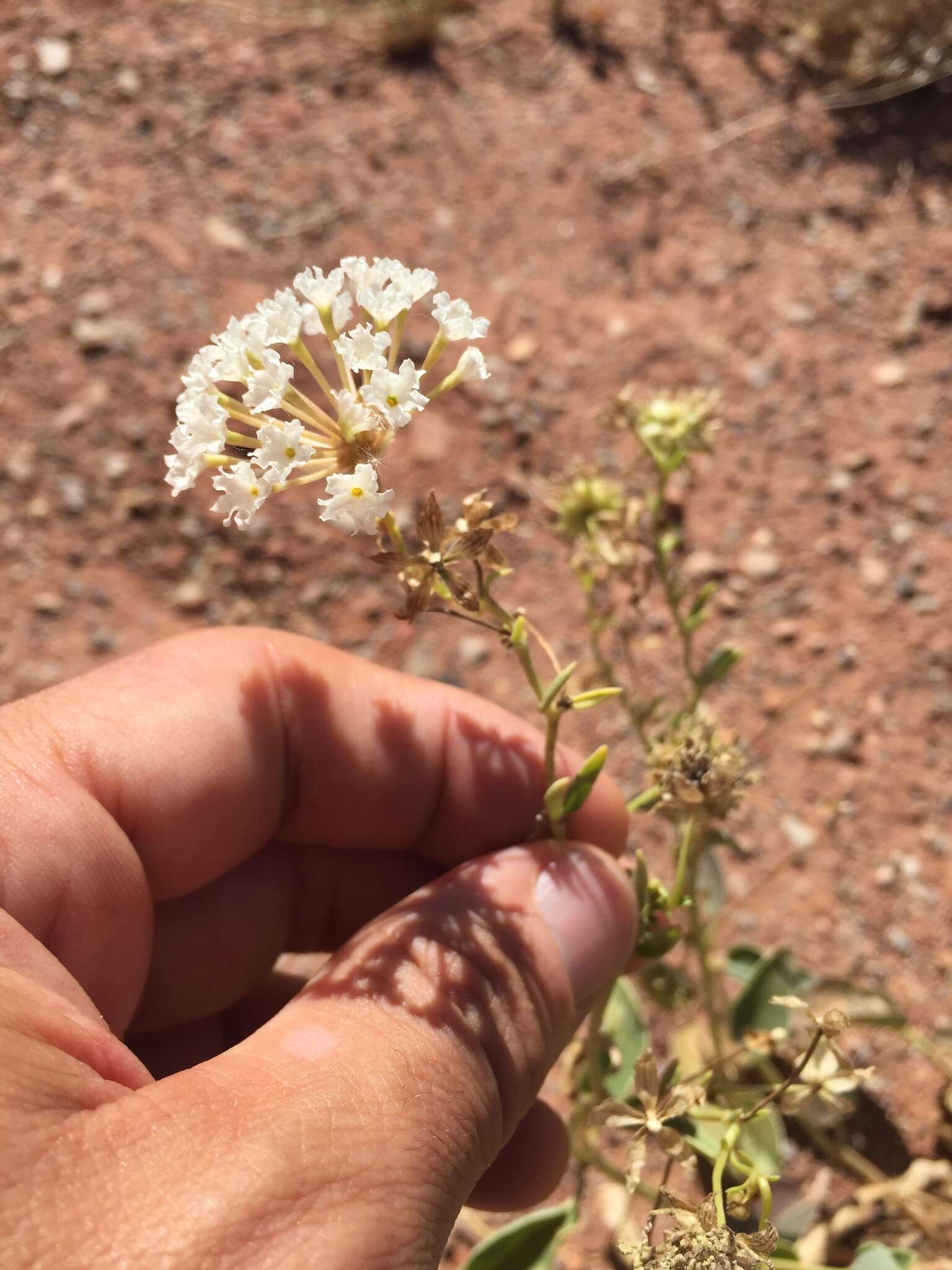 Image of fragrant white sand verbena