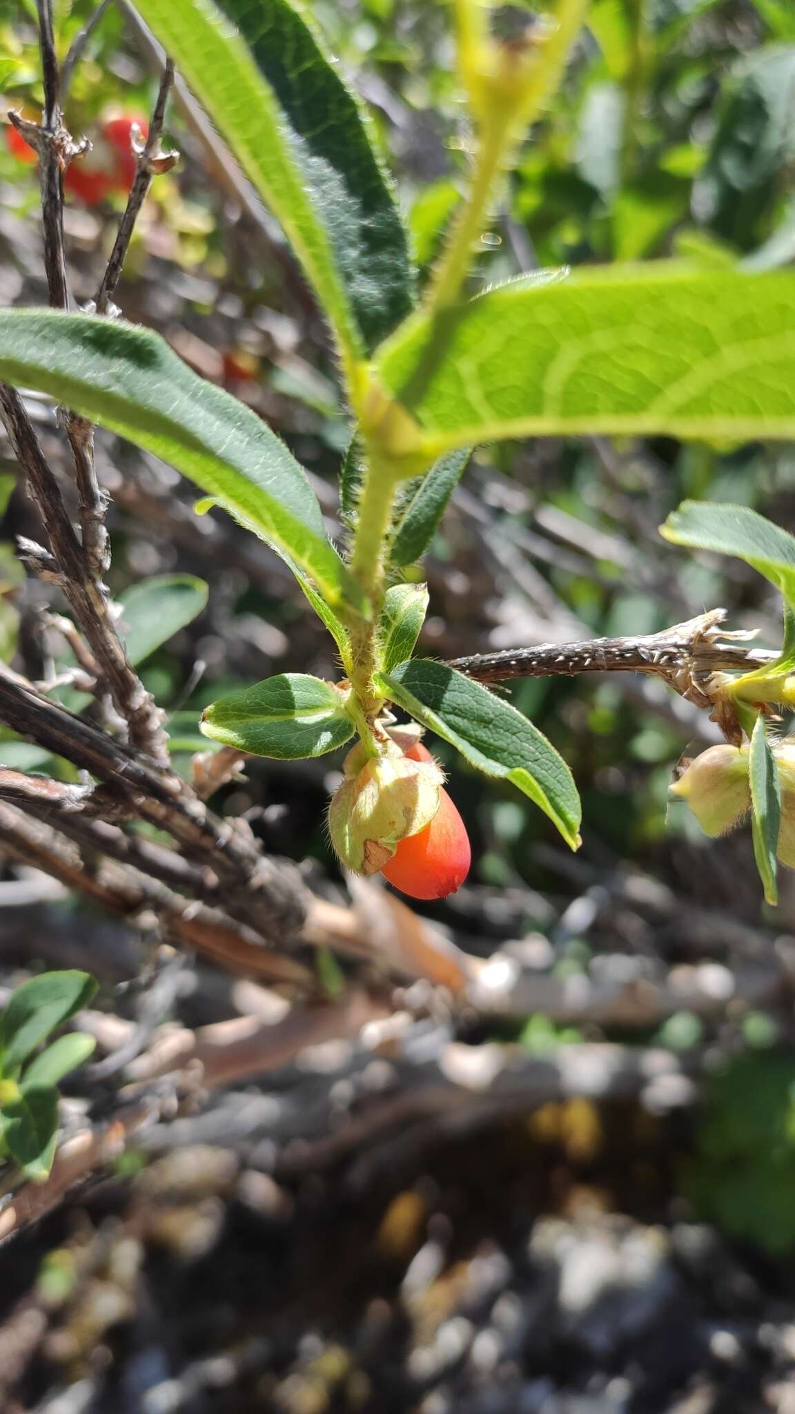 Image de Lonicera hispida Pall. ex Roem. & Schult.