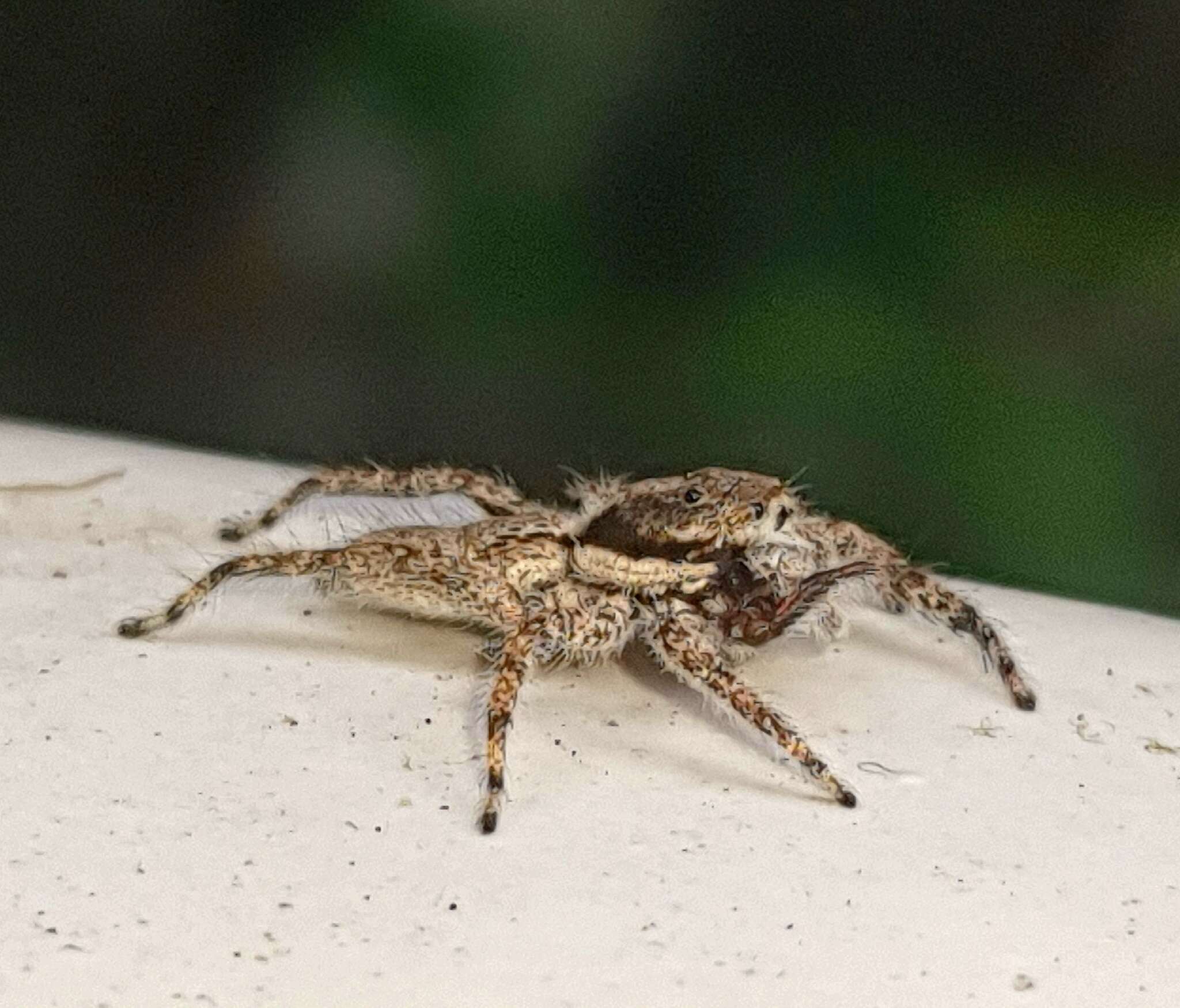 Image of Platycryptus magnus (Peckham & Peckham 1894)