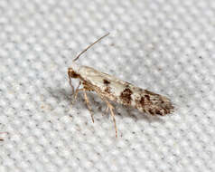 Image of Argyresthia austerella Zeller 1873