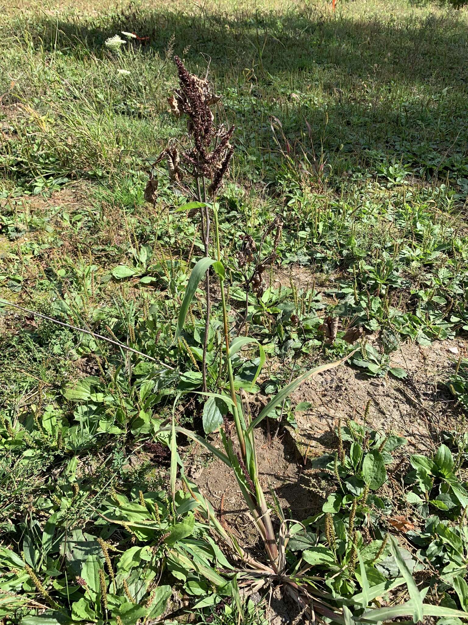 Plancia ëd Echinochloa muricata (P. Beauv.) Fernald