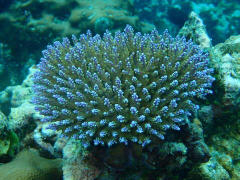 Image of Staghorn coral