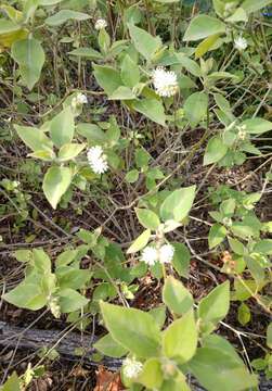 Image of pepperbush