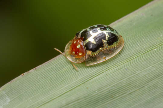 Image of Chiridopsis scalaris (Weber 1801)