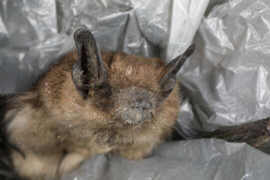 Image of White nose syndrome