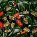 Image of Amazon Coral Snake