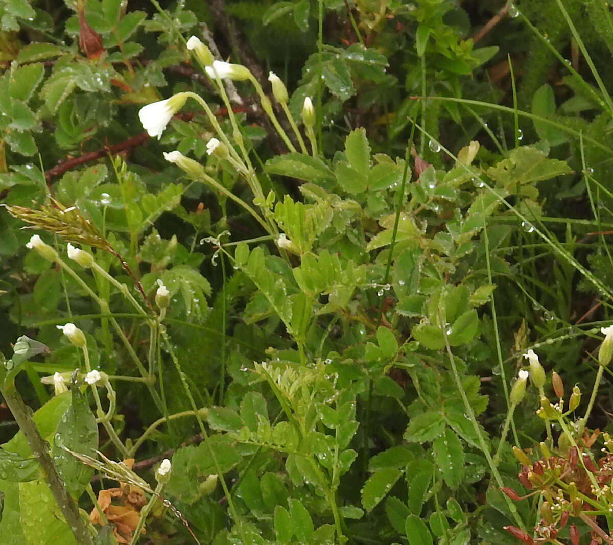 Image of field chickweed