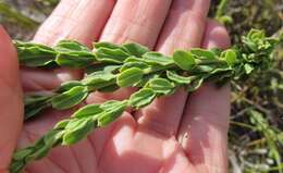 Image of Freylinia longiflora Benth.