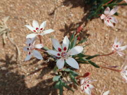 Image of Lapeirousia arenicola Schltr.