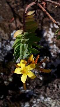 Image of Hypericum reflexum L. fil.