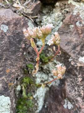 Image of Wright's stonecrop