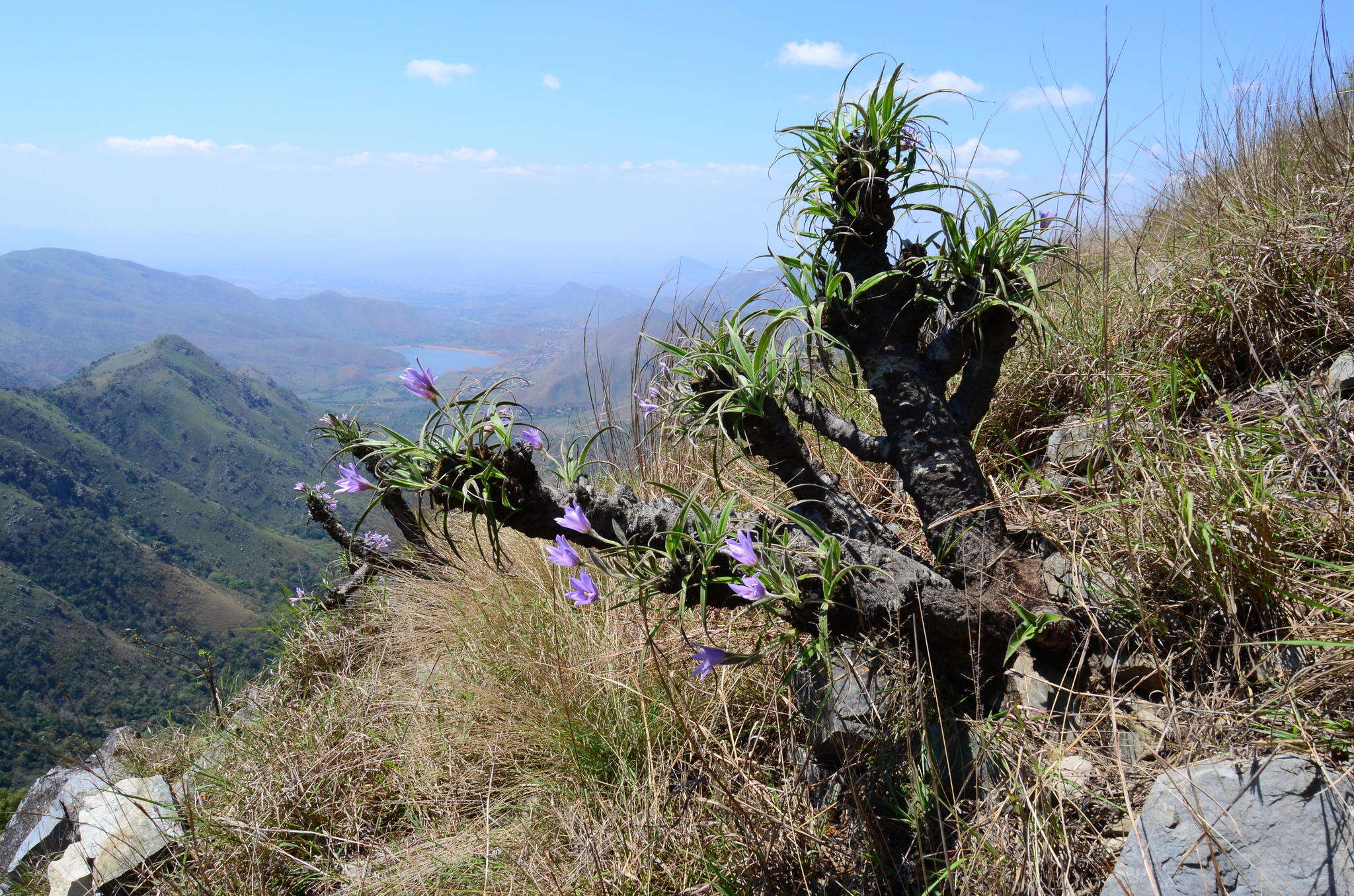 Image of Hairy fibrestem