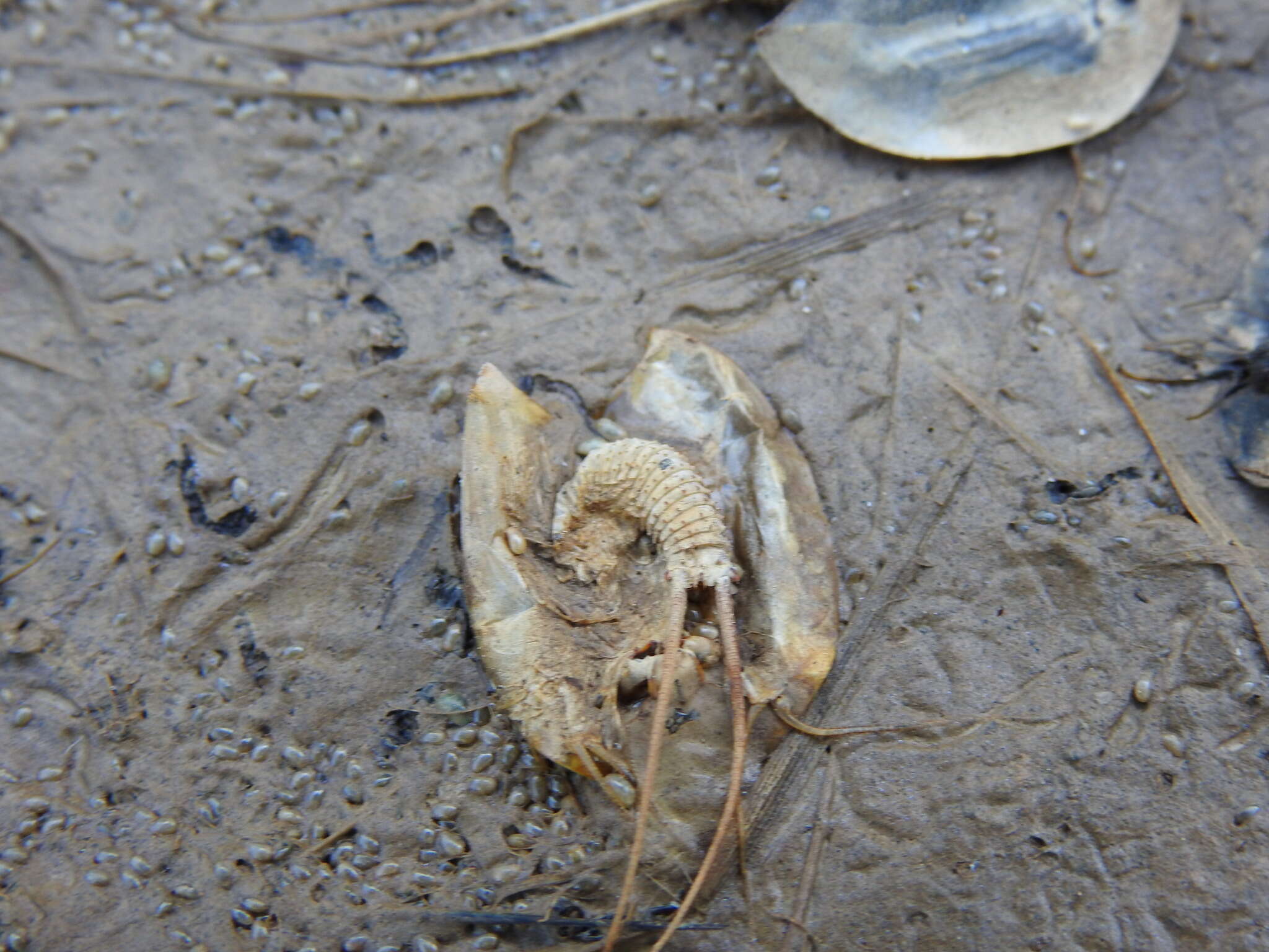 Image of Triops vicentinus Korn, Machado, Cristo & Cancela da Fonseca 2010