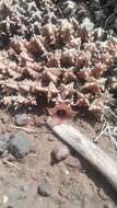 Image of Ceropegia loeseneriana (Schltr.) Bruyns