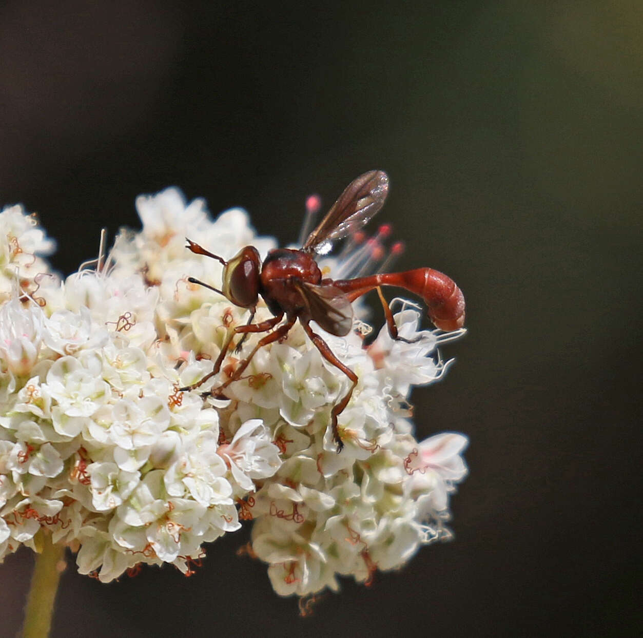 صورة Physocephala burgessi (Williston 1882)