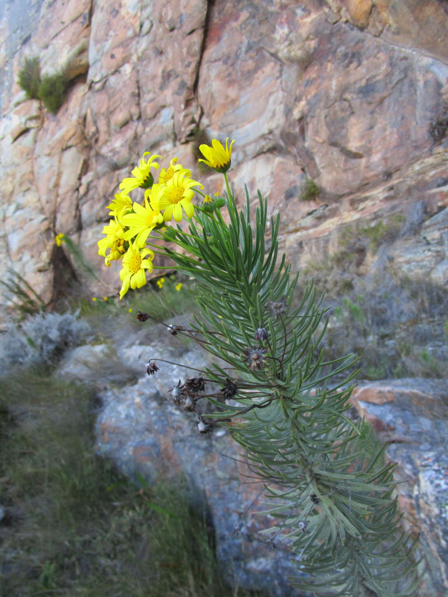 Image of Euryops rehmannii Compton