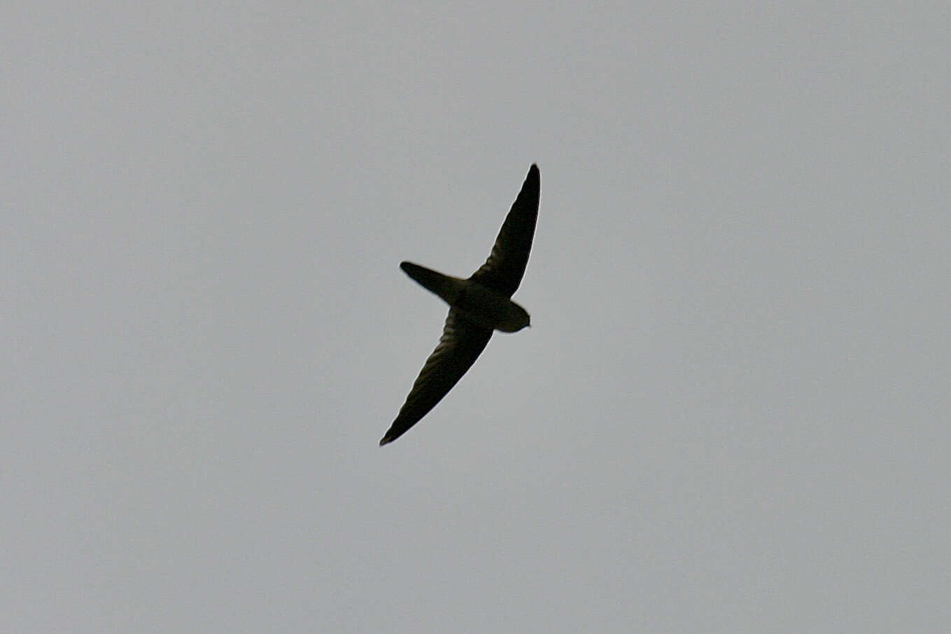 Image of Uniform Swiftlet