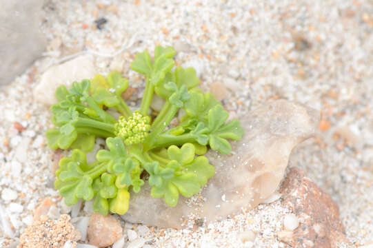 Слика од Trachyspermum pimpinelloides H. Wolff