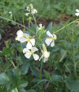 Image of wild radish