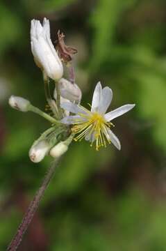 Image of Mountain stock-rose