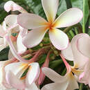 Image of Plumeria rubra f. rubra