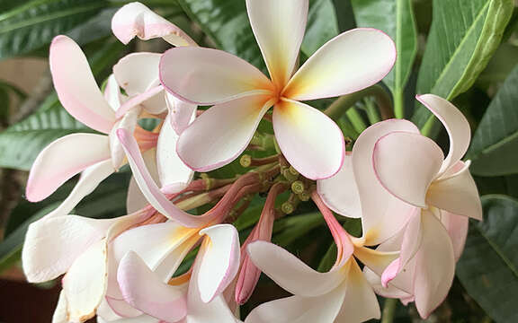 Image of Plumeria rubra f. rubra