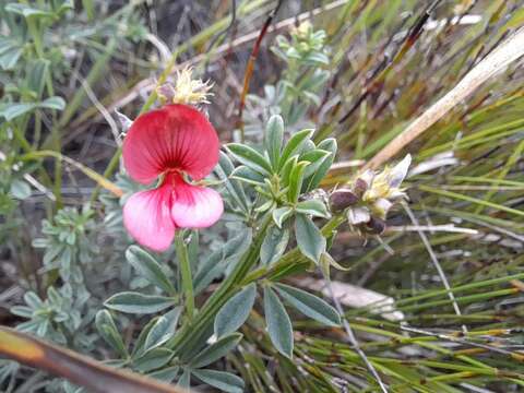 Indigofera glaucescens Eckl. & Zeyh.的圖片