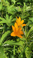 Image of Amur daylily