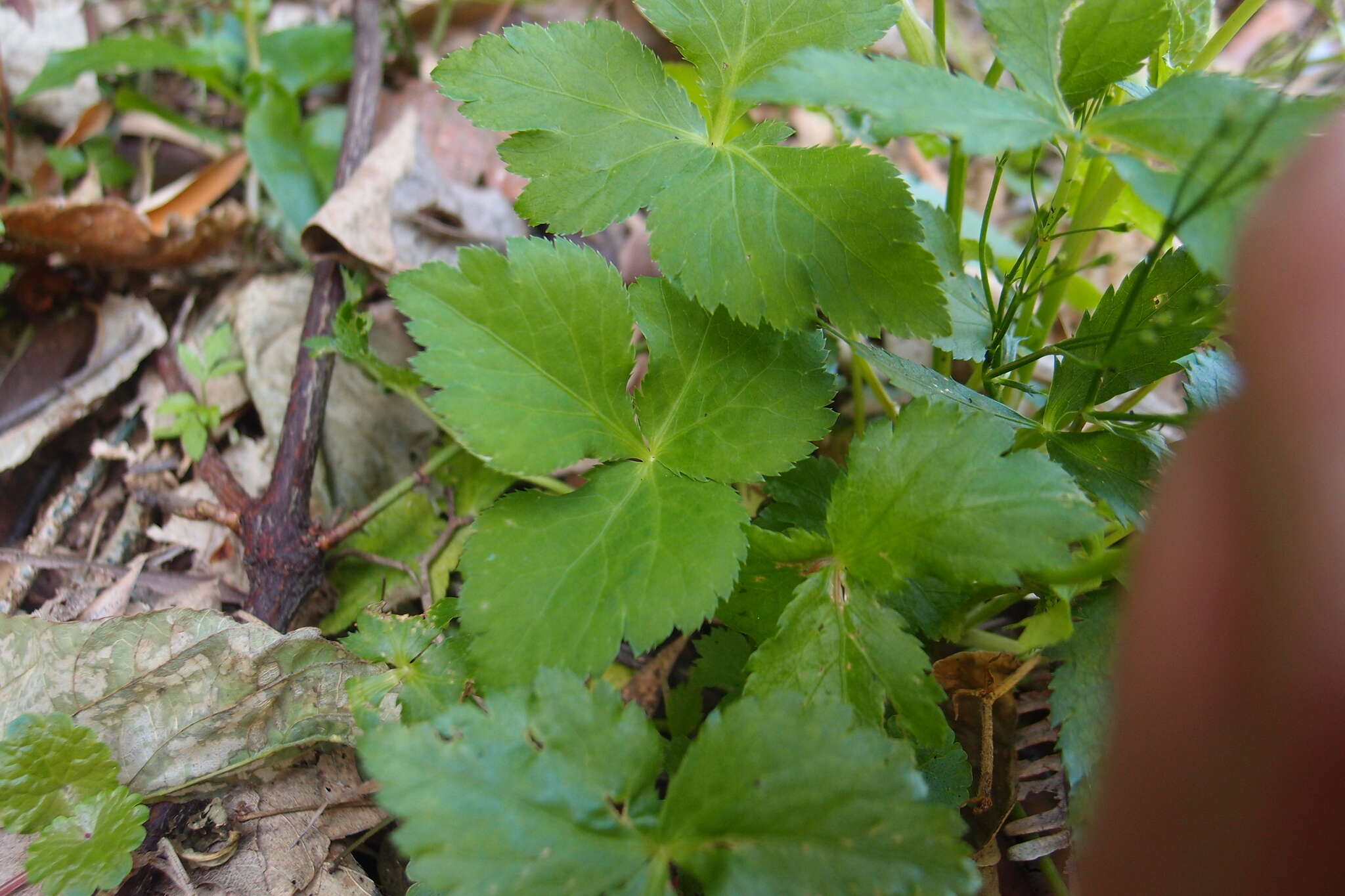 Image of Japanese honewort