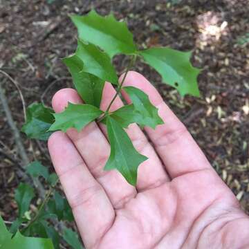 Image of Berberis ruscifolia Lam.