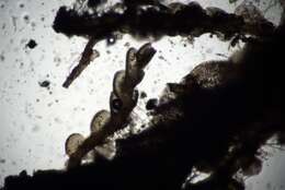 Image of Solenostoma rubrum (Gottsche ex Underw.) R. M. Schust.