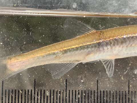 Imagem de Notropis rubellus (Agassiz 1850)