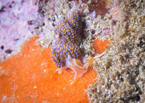 Image of four-colour nudibranch