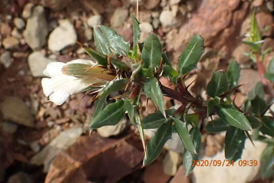 Image of Blepharis capensis (L. fil.) Pers.