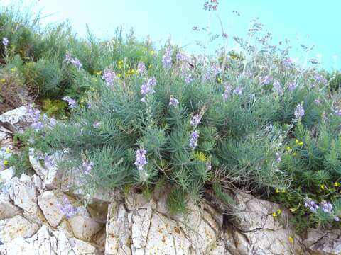 Plancia ëd Linaria capraria Moris & De Not.