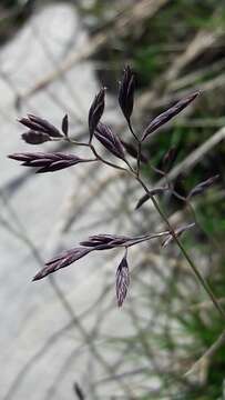 Image of Festuca pyrenaica Reut.