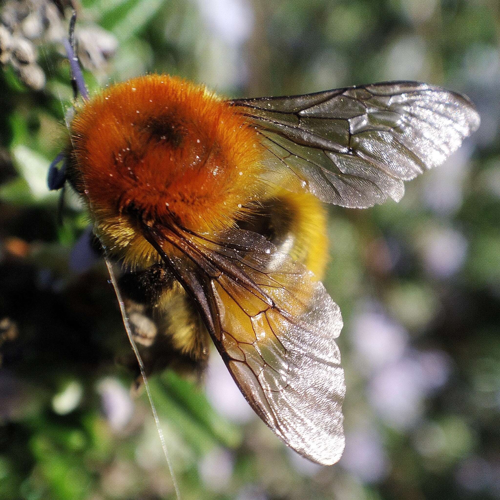 Image of Bombus muscorum (Linnaeus 1758)