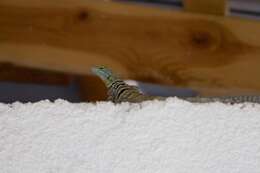 Image of Baja Blue Rock Lizard