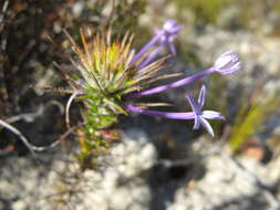 Image de Merciera tenuifolia (L. fil.) A. DC.